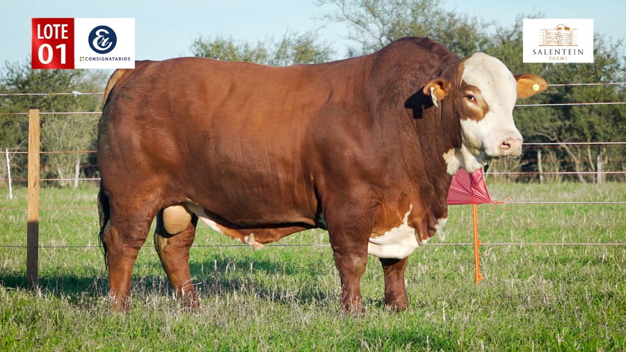 Lote LOTE 1 - TORO BRAFORD No. 1