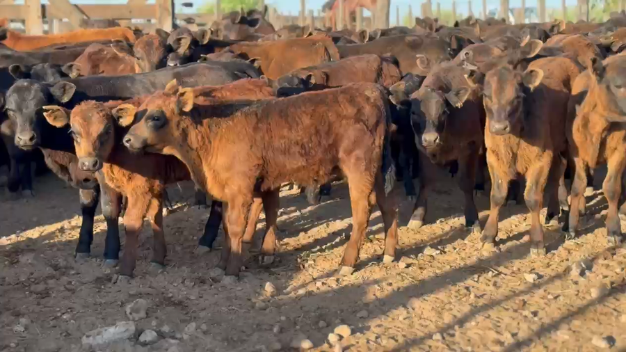 Lote 107 Terneros