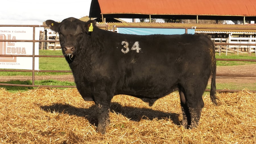 Lote TOROS ANGUS NEGROS PC
