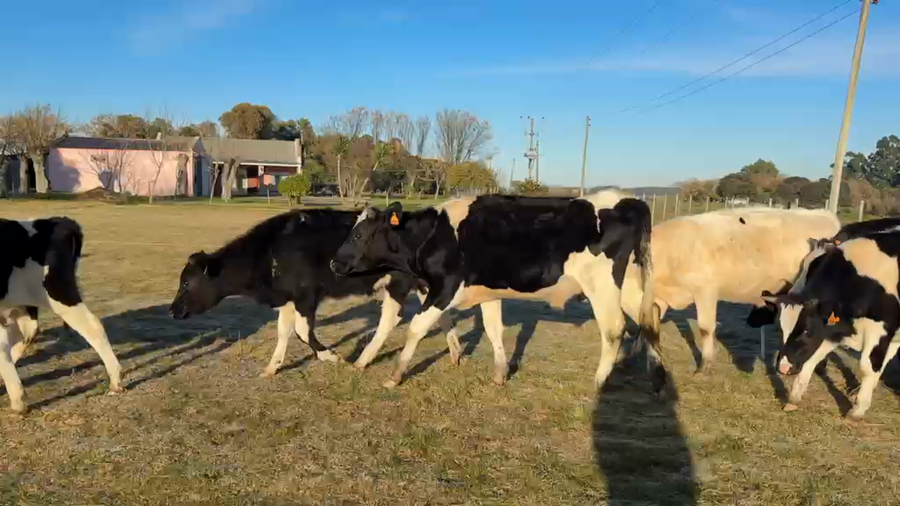 Lote NOVILLOS 1 a 2 AÑOS