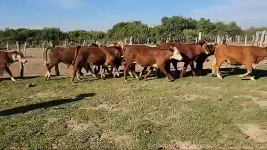 Lote 55 Novillos en Esquina, Corrientes