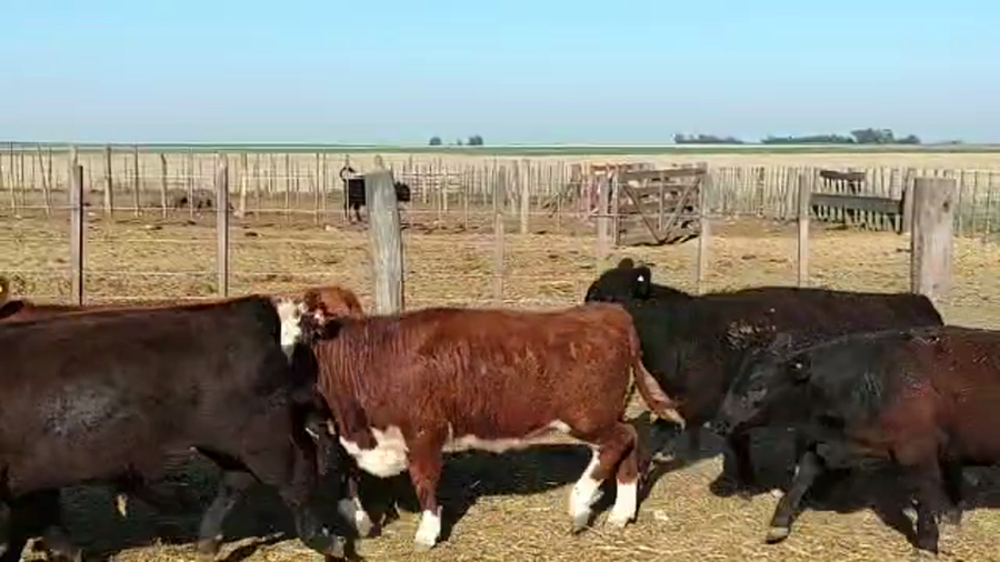 Lote 65 Terneros/as en Guaminí, Buenos Aires