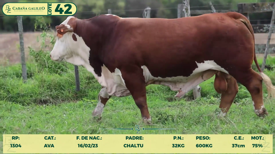 Lote LOTE 42