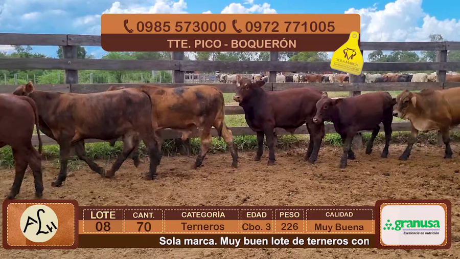 Lote 70 Terneros CBO 3 Híbridos (tipo Brangus). Colorados a remate en FERIA ESPECIAL DE TERNEROS CBO. 3 - AGROGANADERA LA HUELLA 226kg - , Boquerón