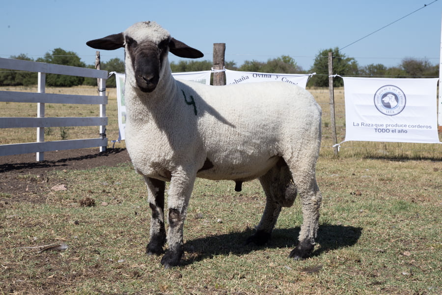 Lote OVINO HAMPSHIRE D. MACHO PP