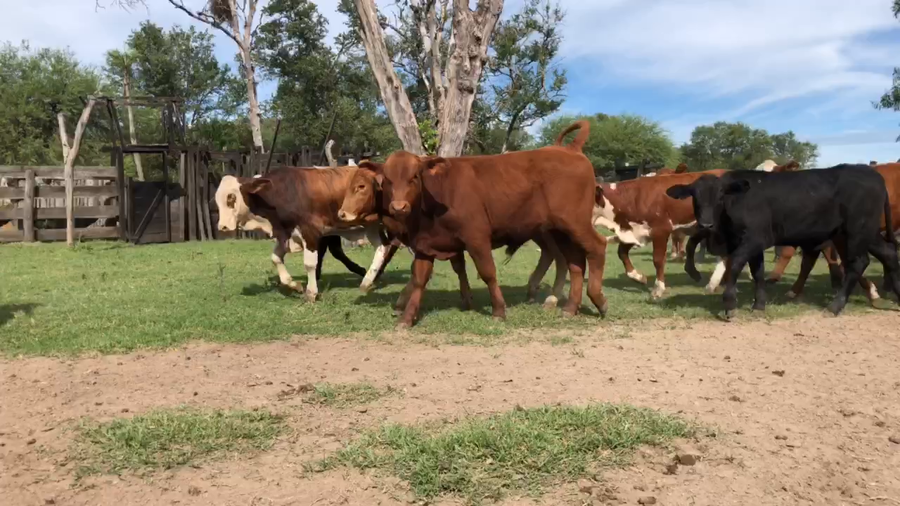 Lote 110 Terneros/as en Pto. Eva Perón, Chaco