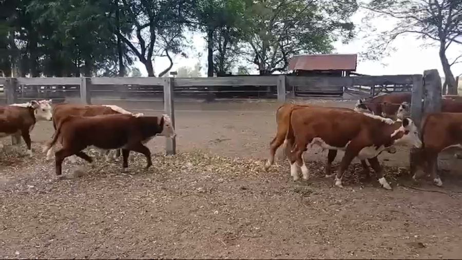 Lote 70 Terneros en Entre Ríos, San Salvador