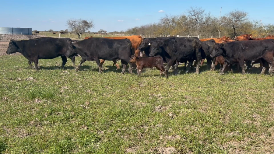 Lote 100 Vacas con Cría  en Entre Ríos, San Jaime