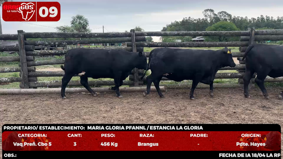 Lote LOTE 9 - EN VIVO