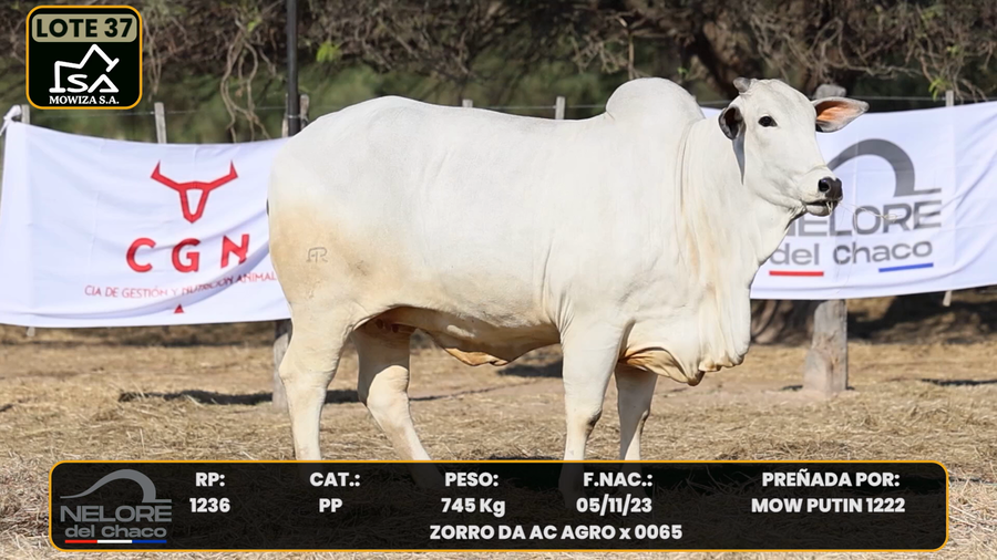 Lote LOTE 37