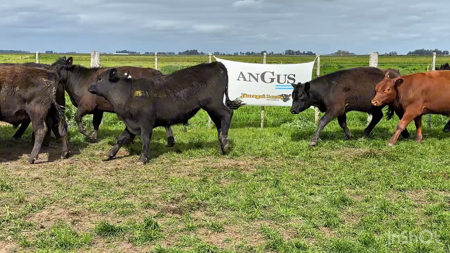 Lote 48 Novillitos