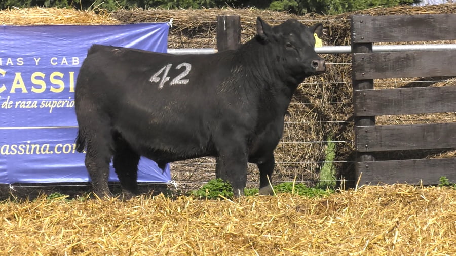 Lote TOROS ANGUS PURO CONTROLADO