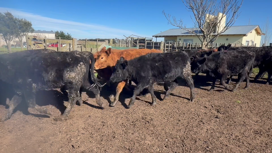 Lote 50 Vaquillonas en Buenos Aires, Tandil