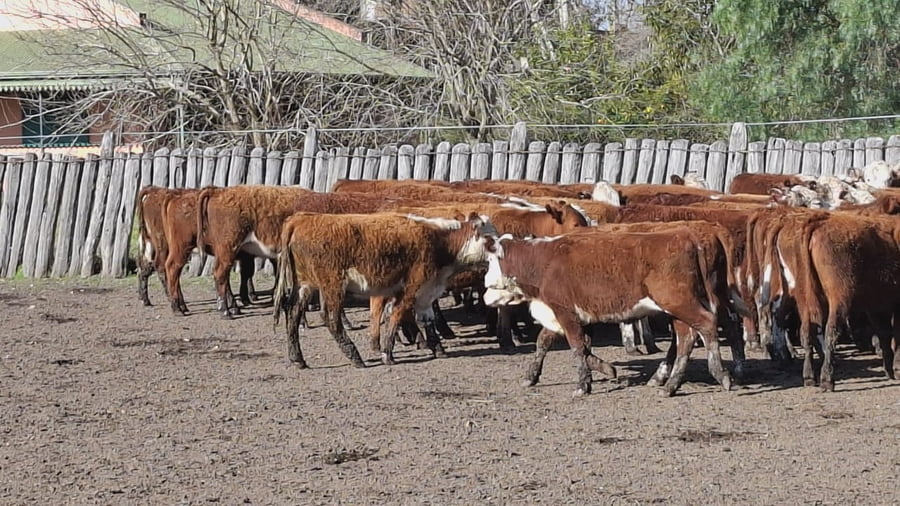 Lote 60 Terneros en Concordia - Entre Rios