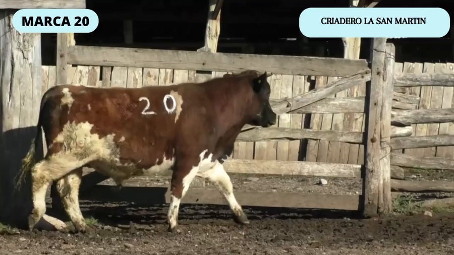 Lote 1 Toro en Coyhaique, XI Región Aysén