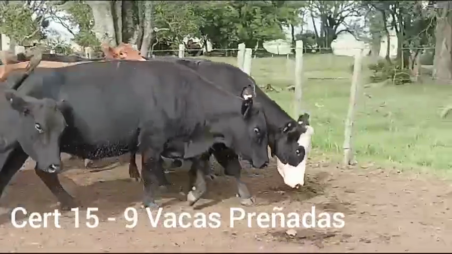 Lote VACAS PREÑADAS