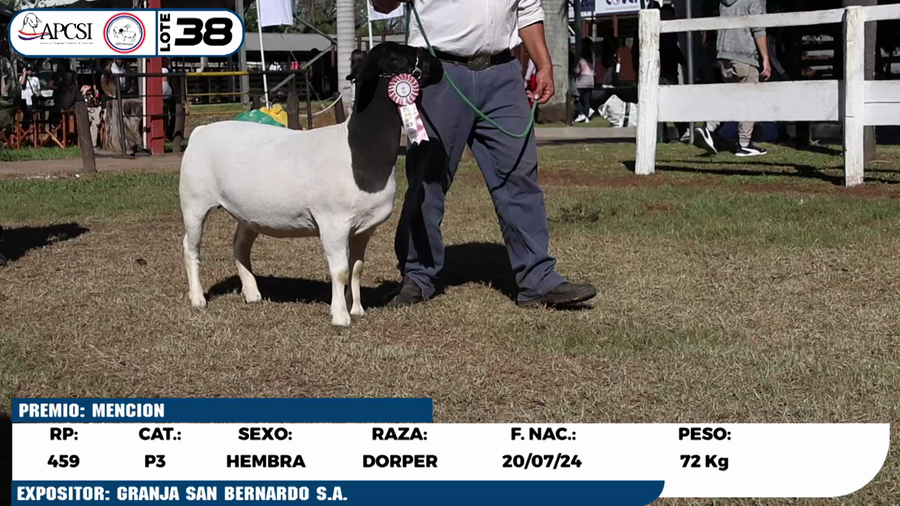 Lote LOTE 38
