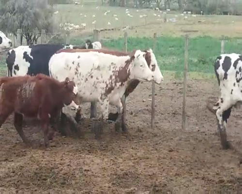 Lote (Vendido)28 Piezas de cría HE/ AA - NO - en POLANCOS