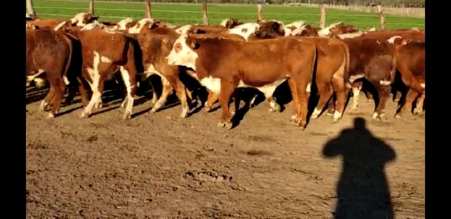 Lote 65 Terneros en Villaguay, Entre Ríos