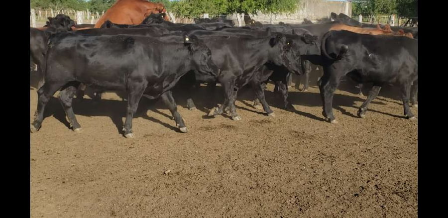 Lote 100 Novillos en Villaguay, Entre Ríos