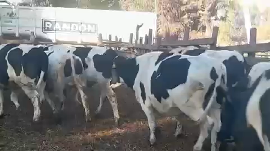 Lote 45 Novillo Gordo en Linares, VII  Región Maule