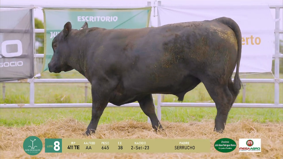 Lote 3 Toros a remate en La Turmalina, Flores