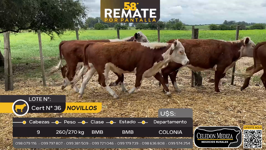 Lote 9 Novillos en Otra Localidad, Colonia