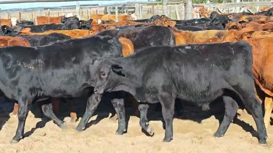Lote 110 Terneros en Corrientes, Saladas