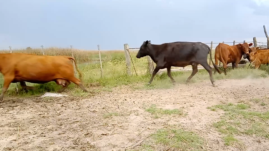 Lote 10 Vacas CUT con cría en Salazar, Buenos Aires