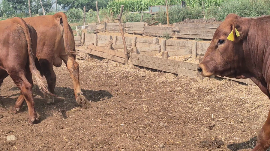 Lote 20 Novillo Gordo en Linares, VII  Región Maule