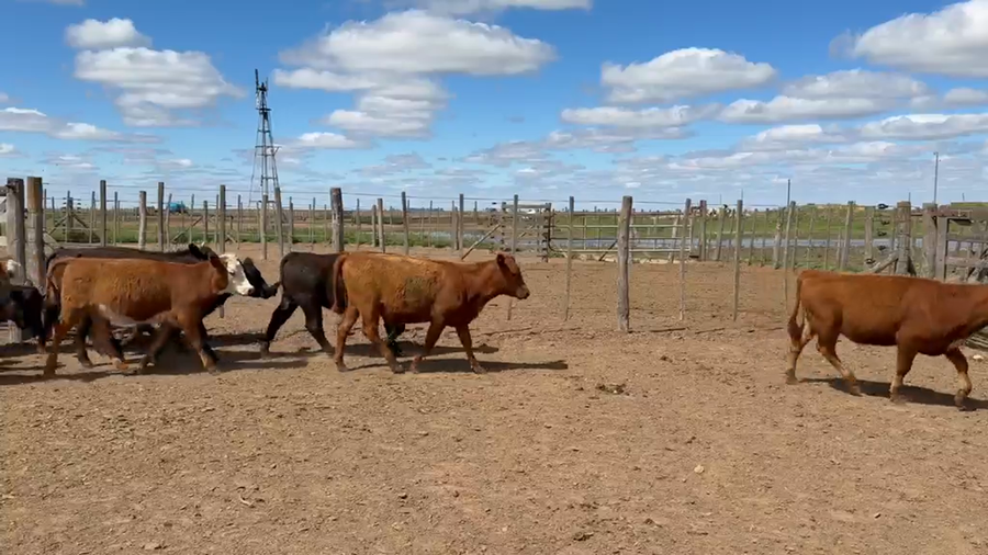 Lote 108 Terneros/as en Viamonte, Córdoba