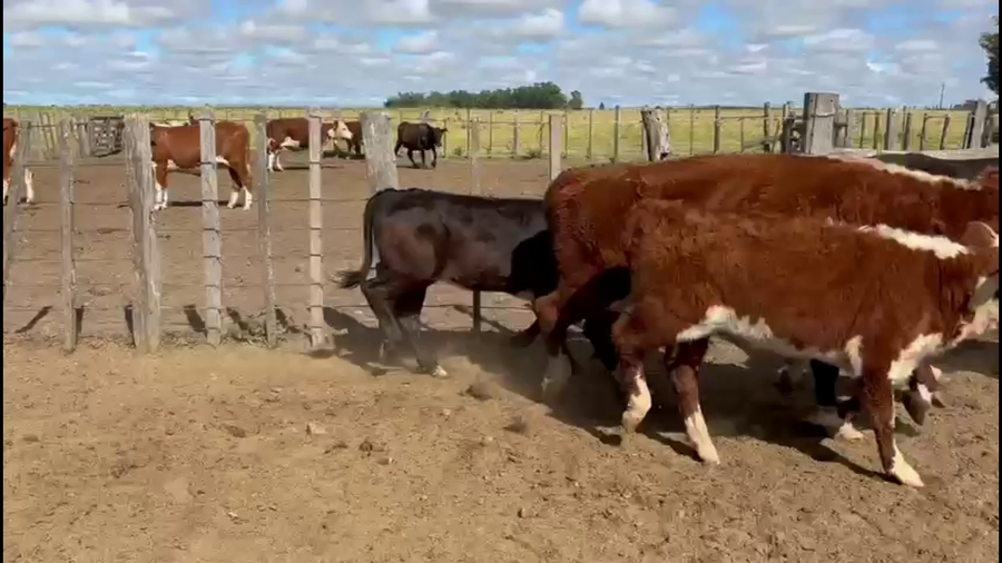 Lote PIEZAS DE CRÍA