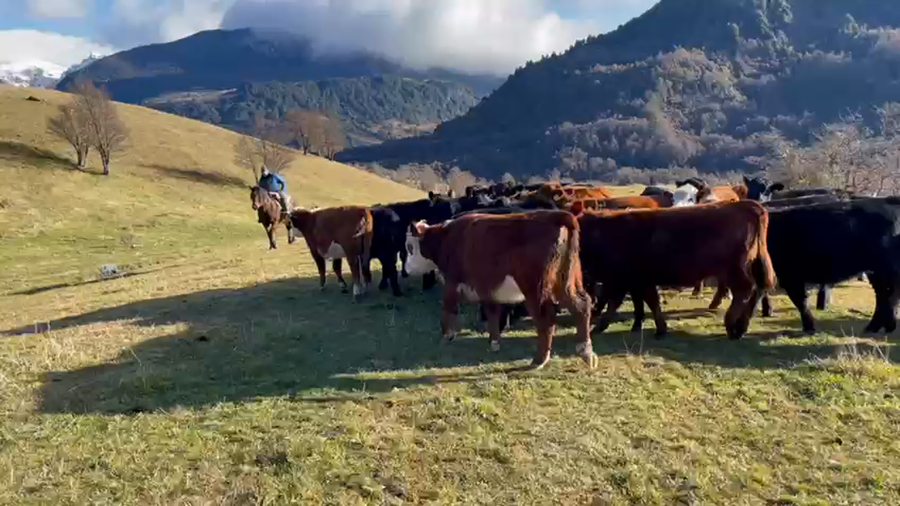 Lote 27 Ternera en Coyhaique, XI Región Aysén