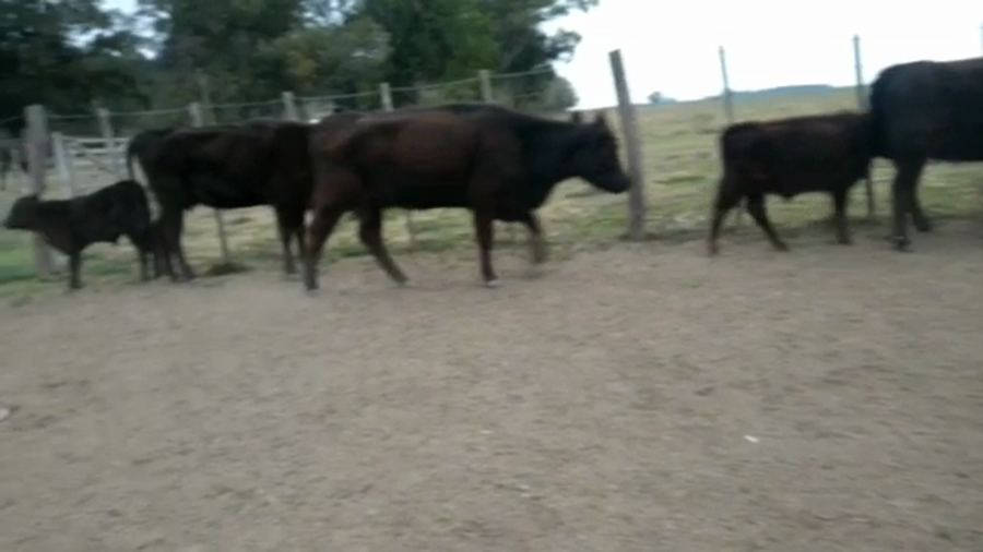 Lote 6 VACAS NUEVAS PARIDAS en San Vicente, Buenos Aires