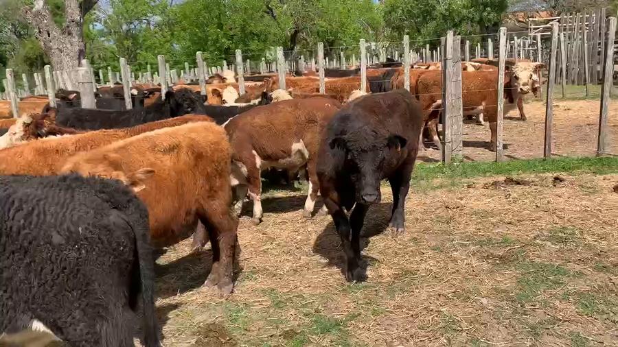 Lote 55 Novillos 1 a 2 años en Melo, Cerro Largo