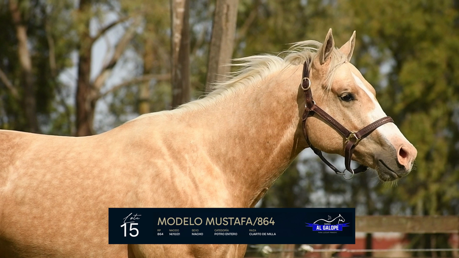 Lote MODELO MUSTAFA/864
