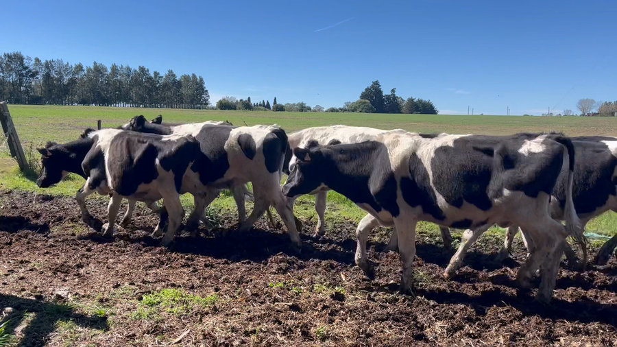 Lote NOVILLOS 1 a 2 AÑOS