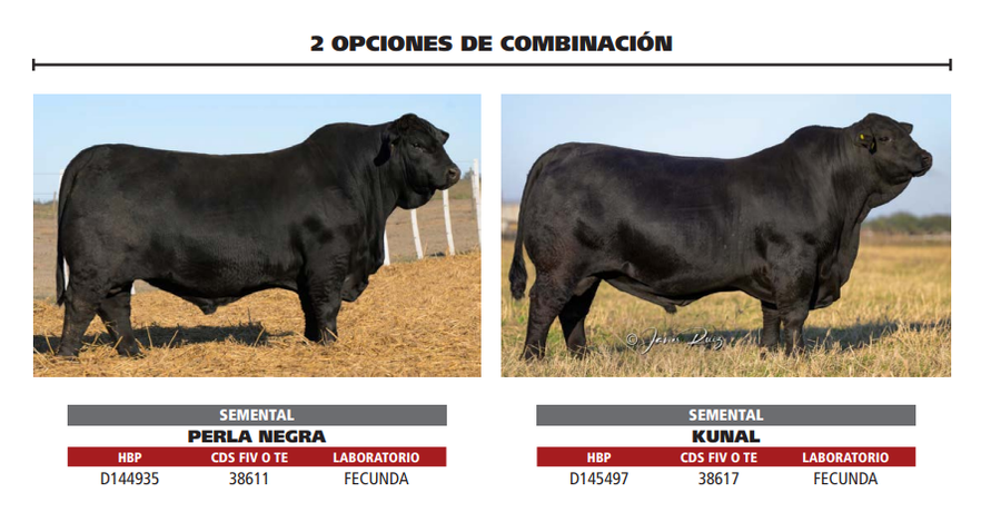 Lote LOTE 8