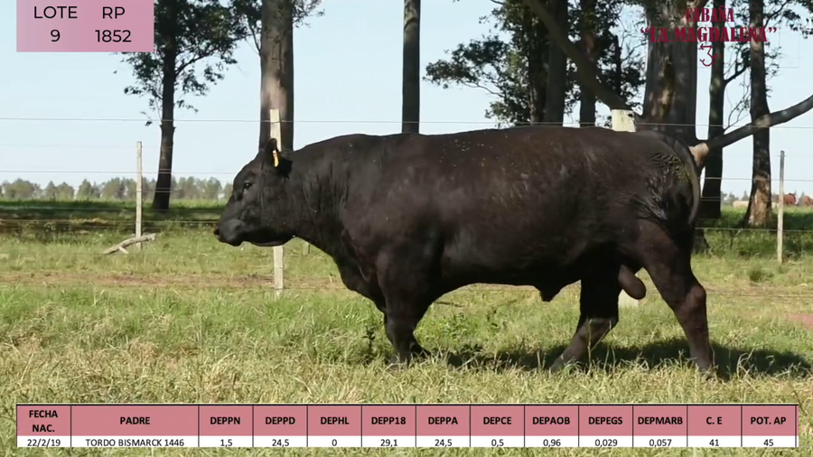 Lote ABERDEEN ANGUS PURO CONTROLADO SA
