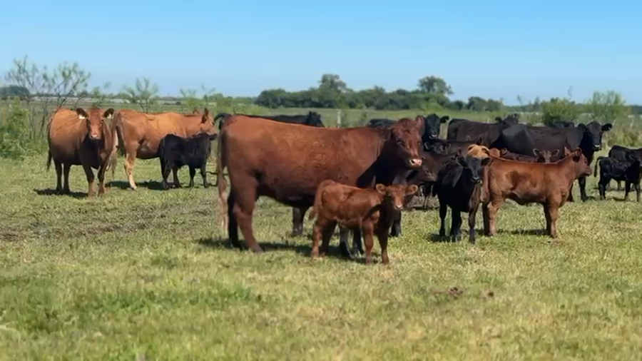 Lote 75 Terneros a término