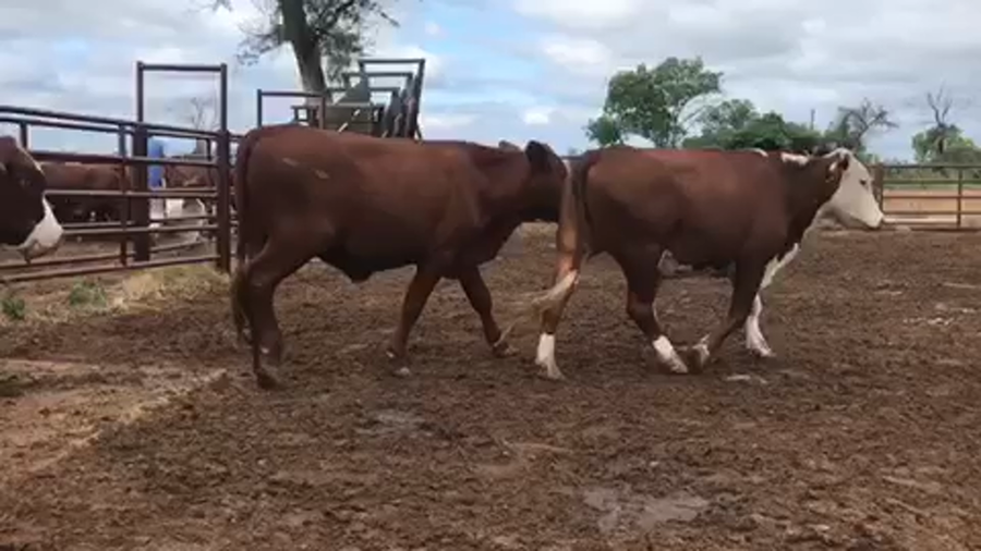 Lote 226 Novillitos en Villa R. Bermejito, Chaco