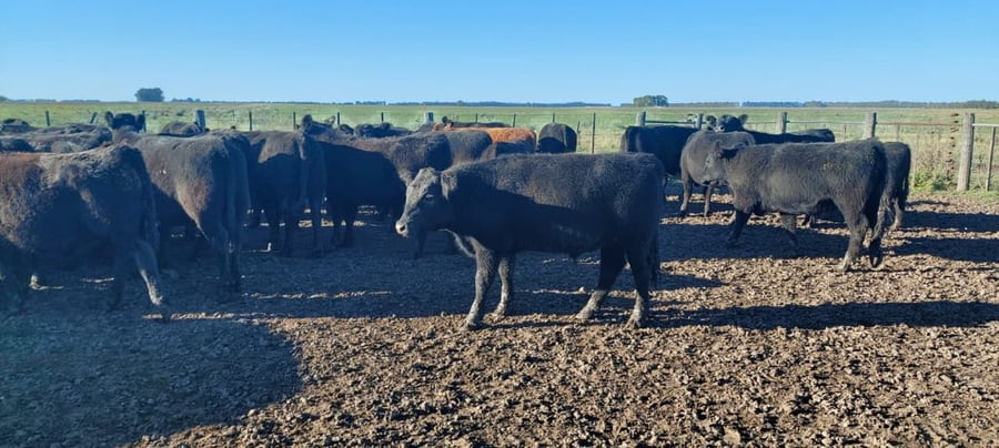 Lote 79 Novillitos en Coronel Dorrego, Buenos Aires