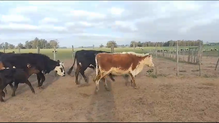 Lote 8 Vaquillonas  P/ C HE CR AA (4H) a remate en Pantalla Camy  en Carreton