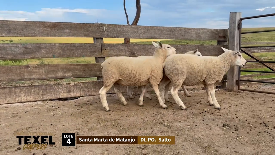 Lote 3 Corderas a remate en Segundo Remate - Texel Campero, Rivera