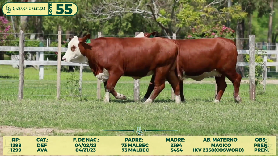Lote LOTE 55