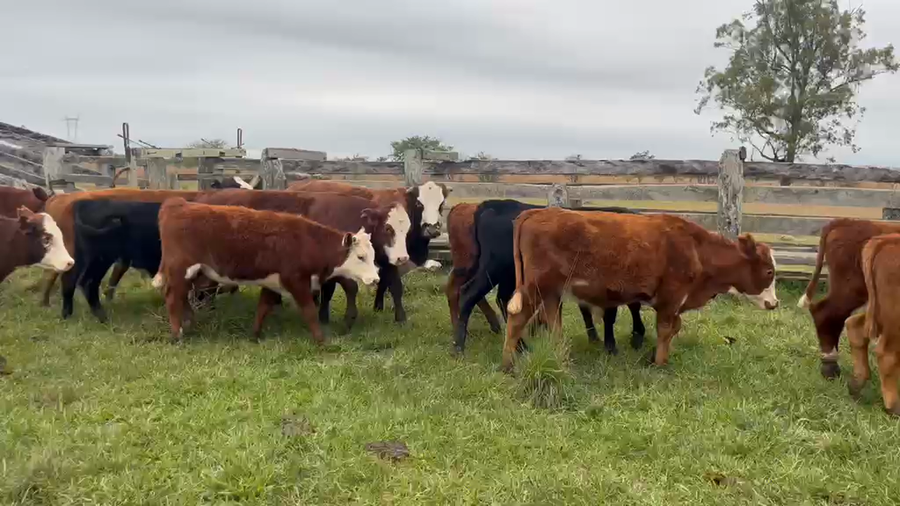 Lote 33 Terneros en Corrientes, Curuzú-Cuatiá