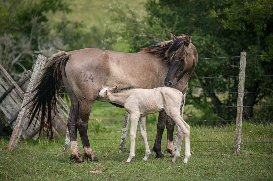 Lote Divina Diosa Olimpia Anumati