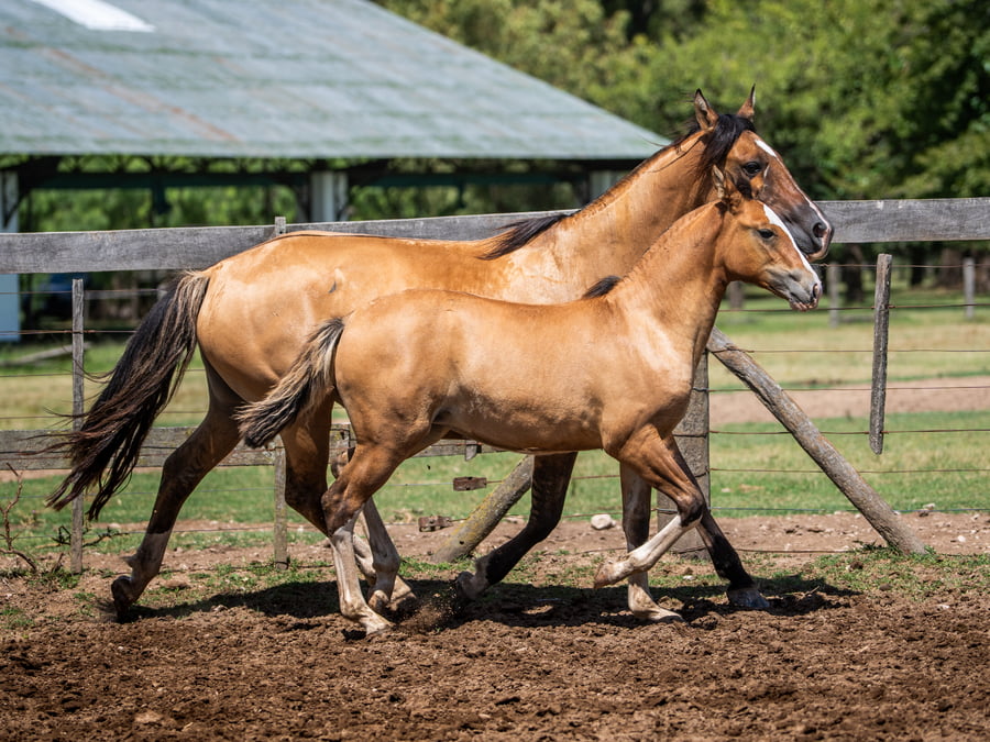 Lote DEL SIETE FORMACION