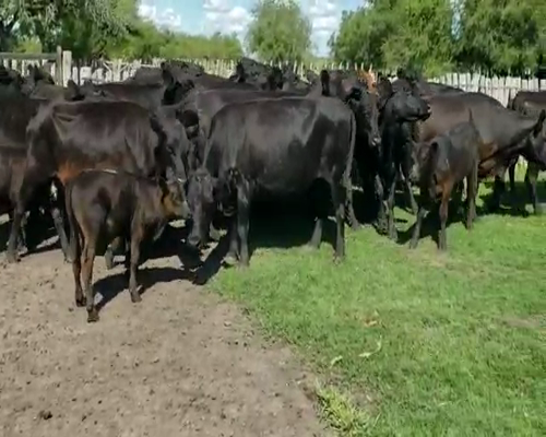 Lote 25 Vacas en Villaguay, Entre Ríos