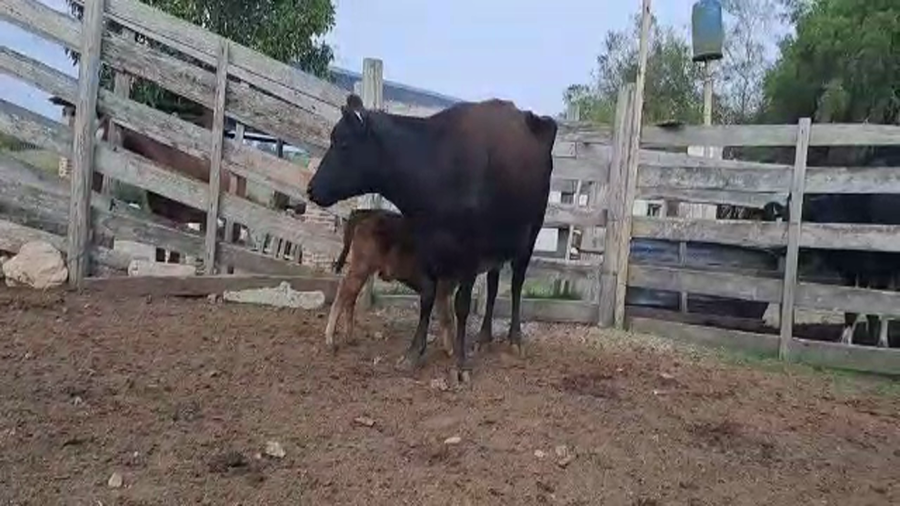 Lote 2 Piezas de cría en San José